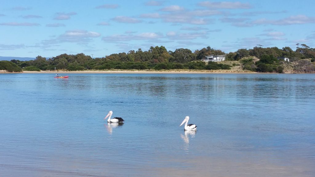 Swanwick Bay pelicans