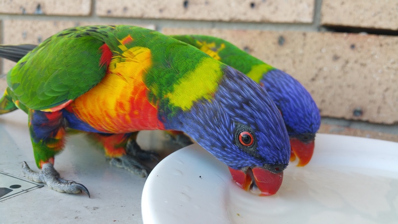 lorikeet