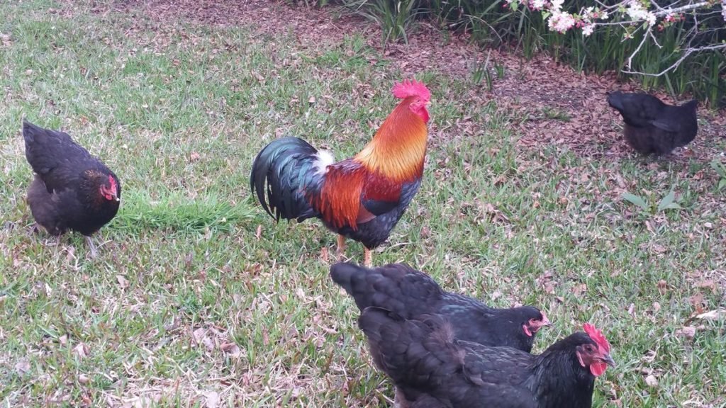 rooster