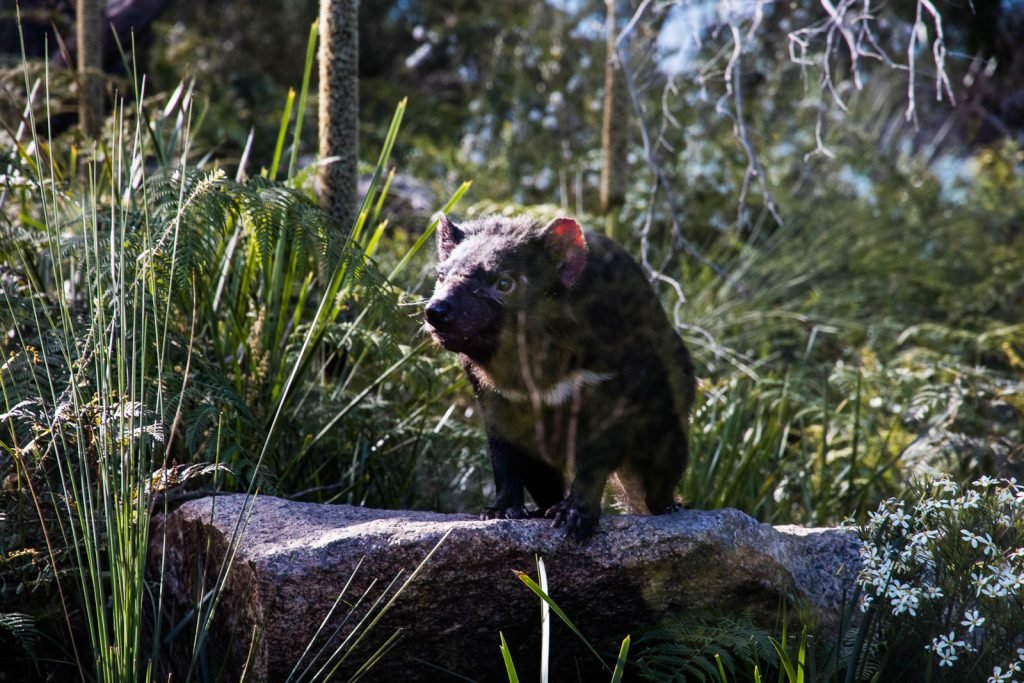 Tasmanian devil