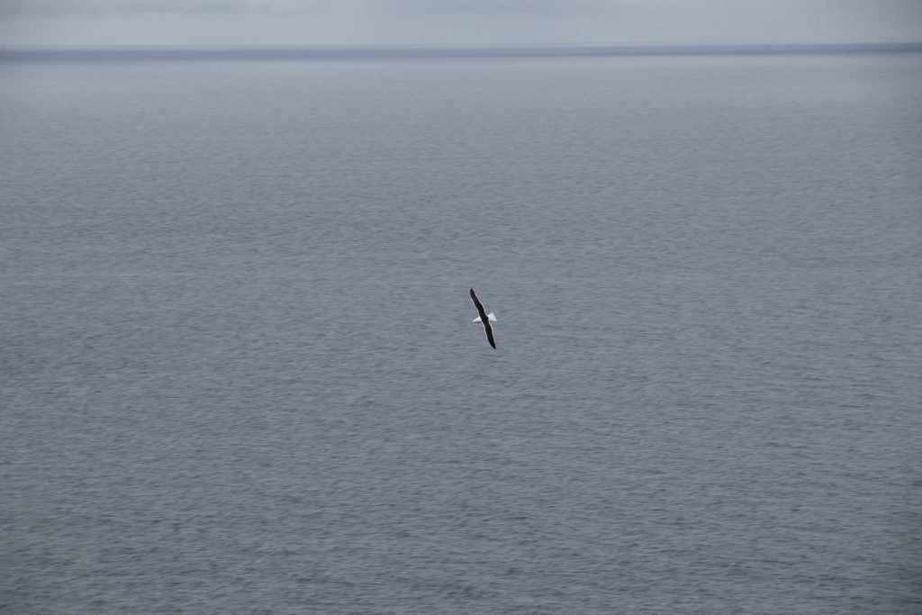 A Pacific Gull (Larus pacificus) over Carp Bay