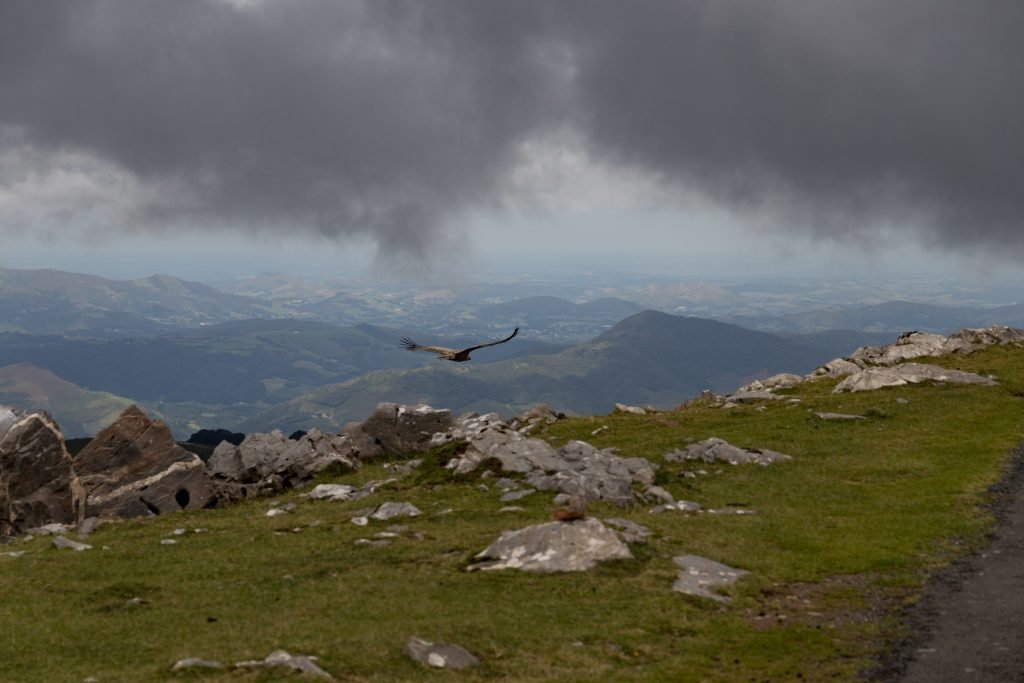 Golden eagle on the French Pyrenees