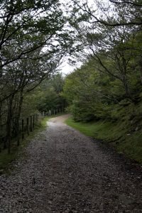 Camino way Pyrenees forest