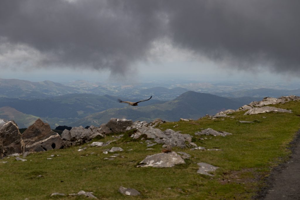 Golden eagle on the French Pyrenees