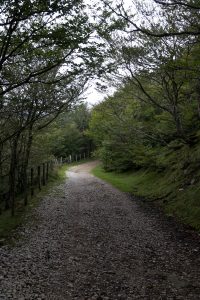 Camino way Pyrenees forest