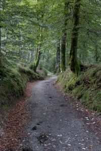 Forest path near Roncesvalles