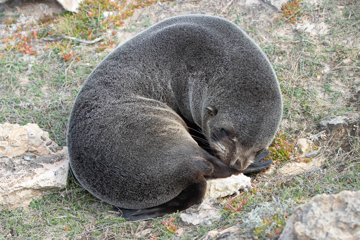 New Zealand fur seal pup sleeping