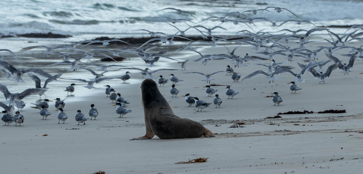 Sea lion pup and terns