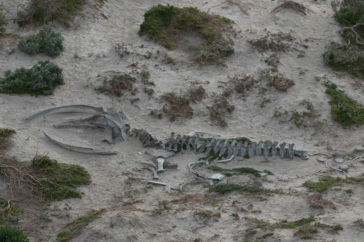 Southern right whale skeleton