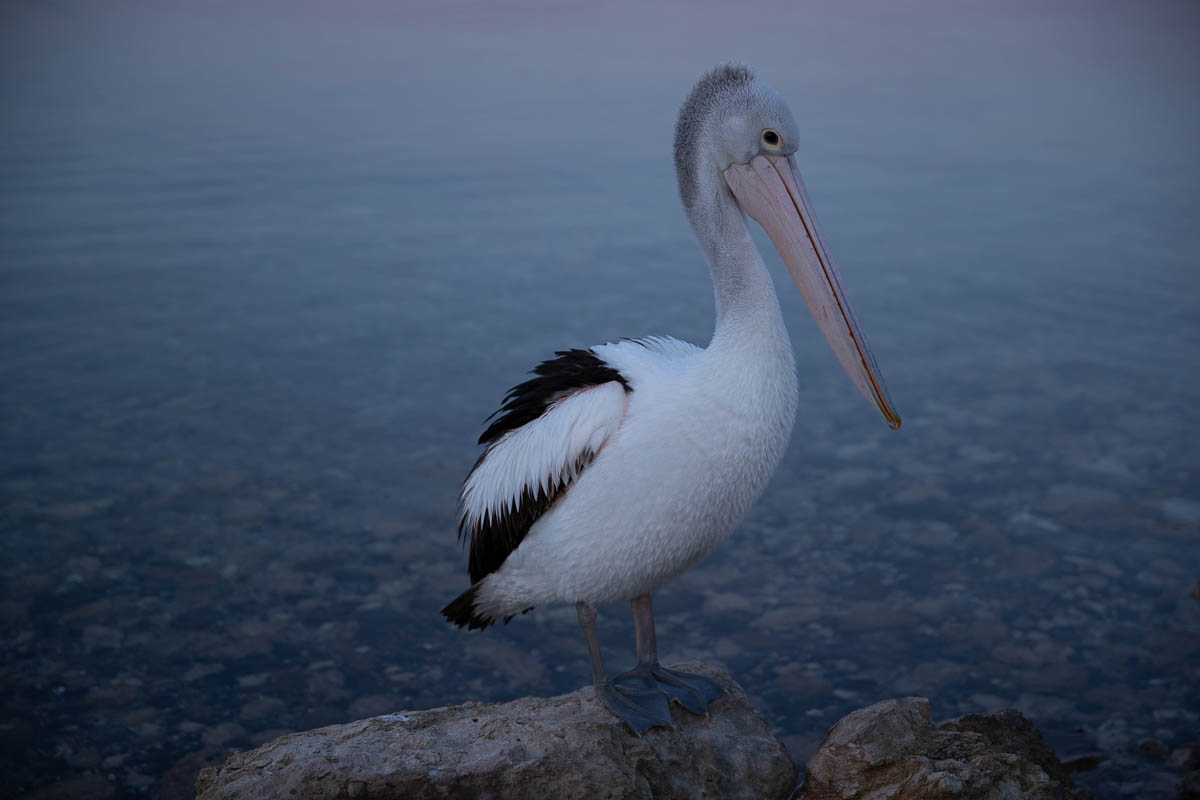 A pelican