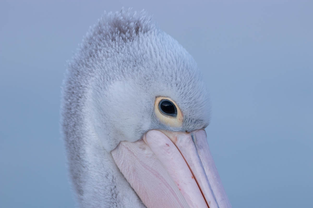 Pelican face
