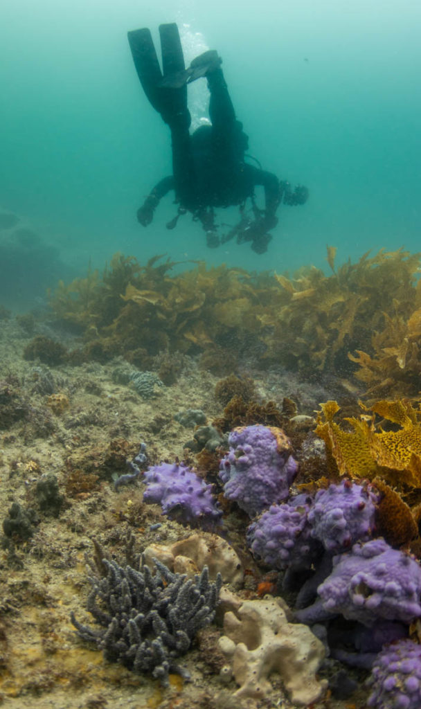 scuba diver with underwater camera, over seaweed bed