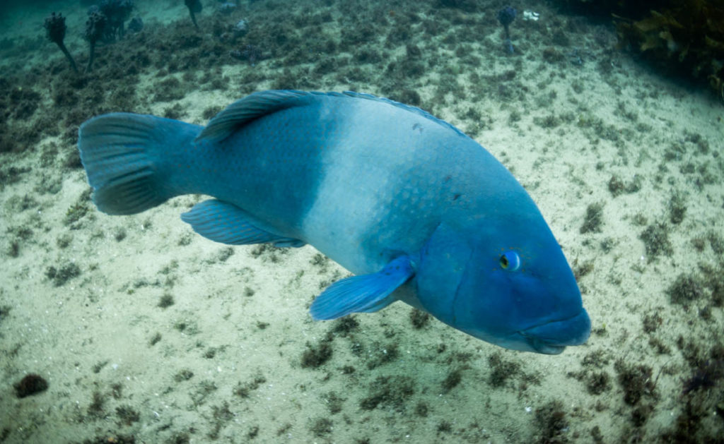 A male blue grouper hanging around, hoping for a treat of sea urchin