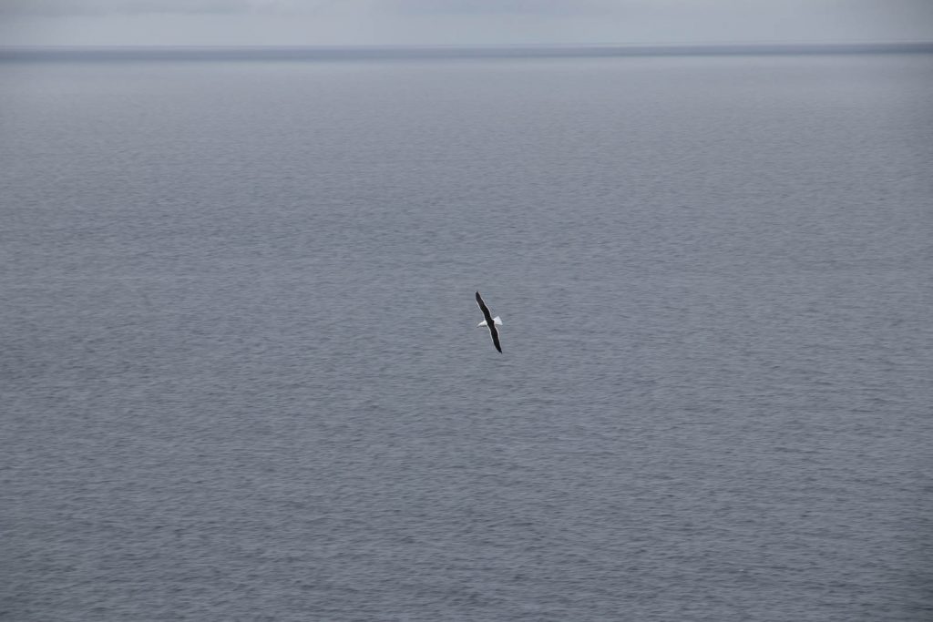 A Pacific Gull (Larus pacificus) over Carp Bay