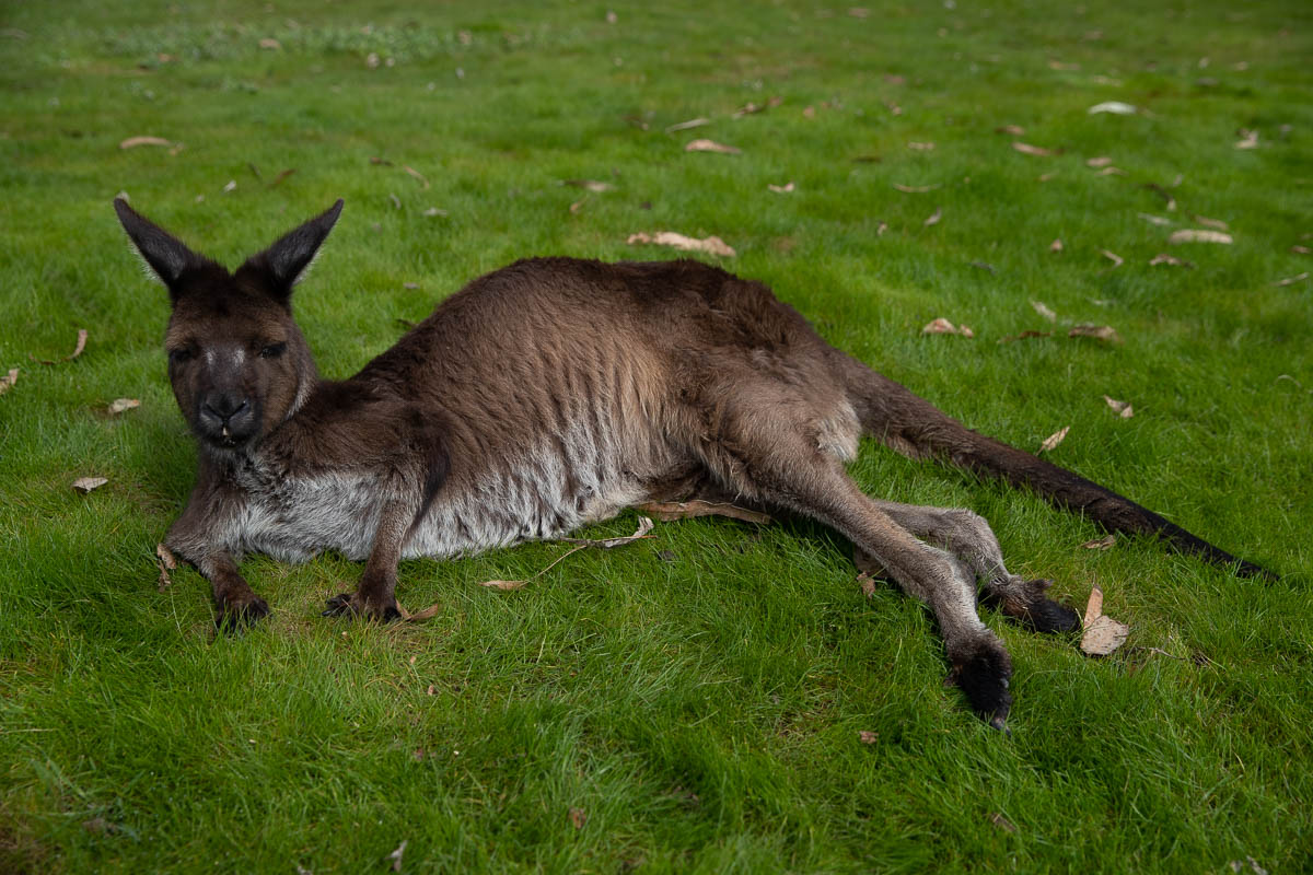 AKangaroo Island Kangaroo